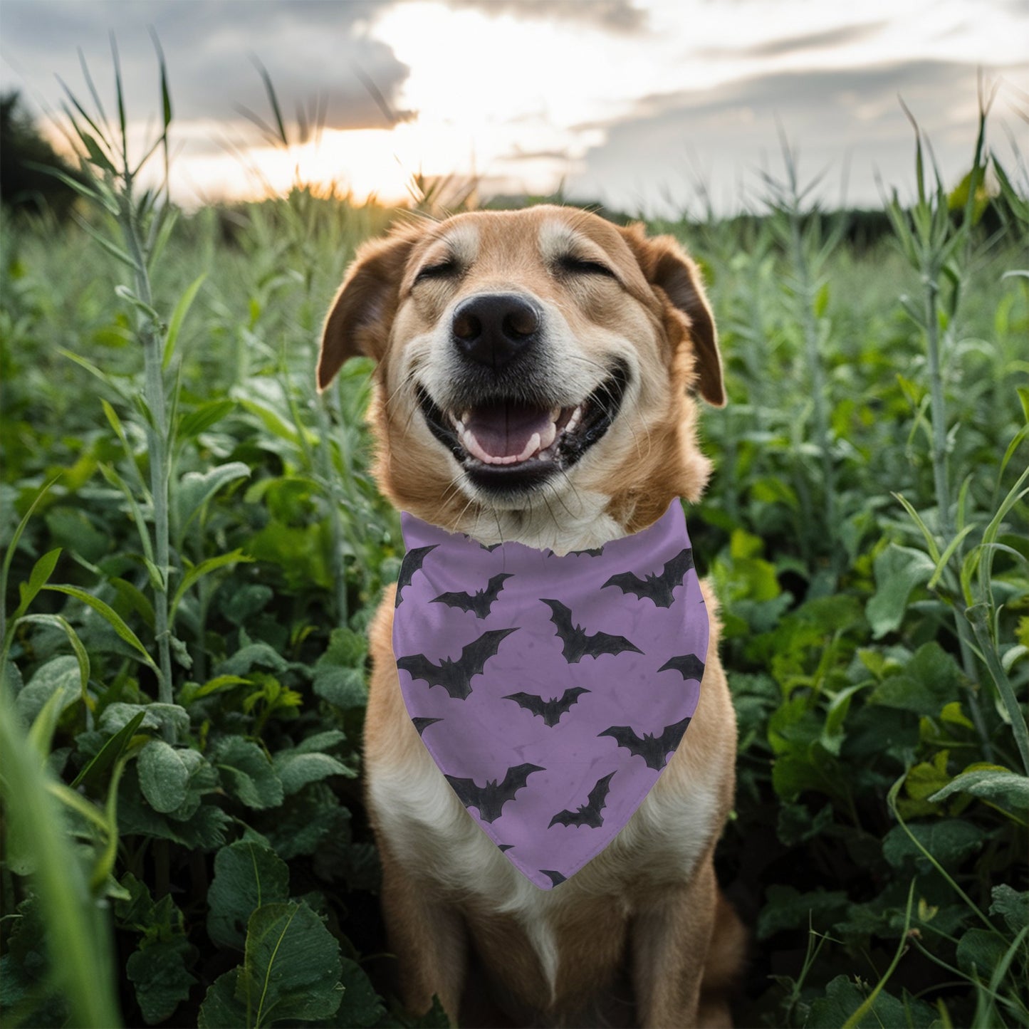 Halloween Bat Bandana - The Pawsitive Initiative