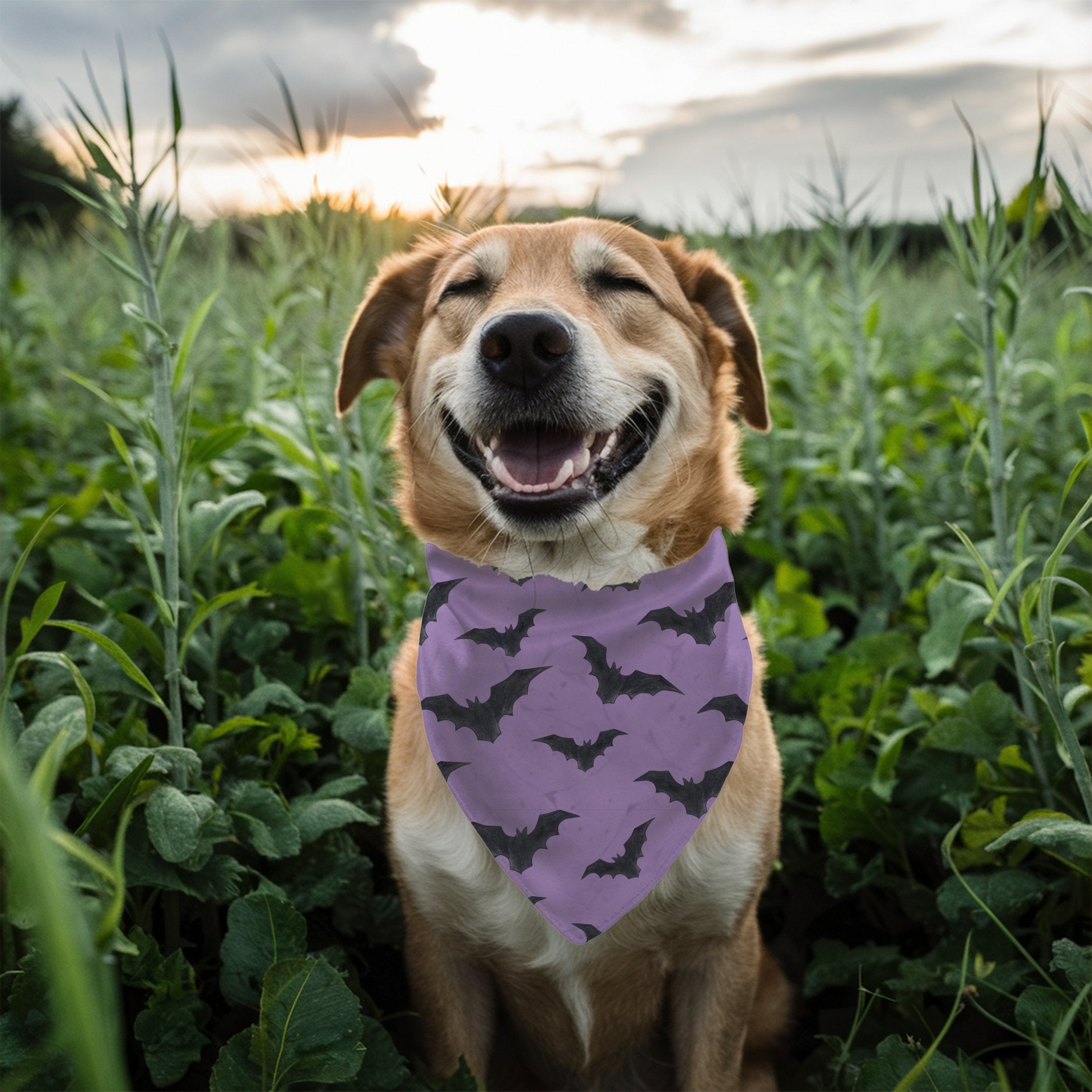 Halloween Bat Bandana - The Pawsitive Initiative