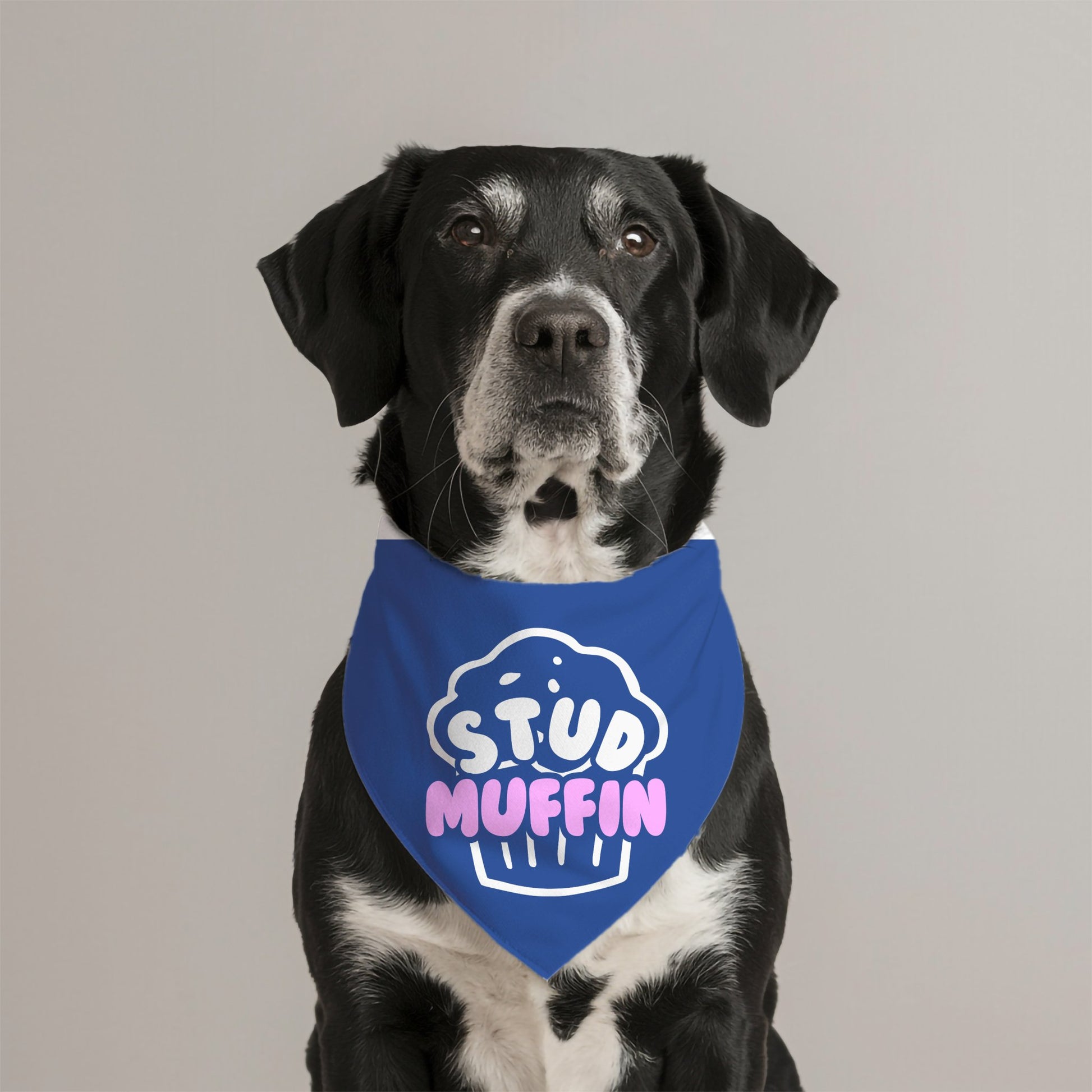 Stud Muffin Bandana - The Pawsitive Initiative